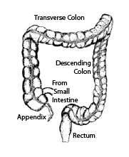 healthy colon