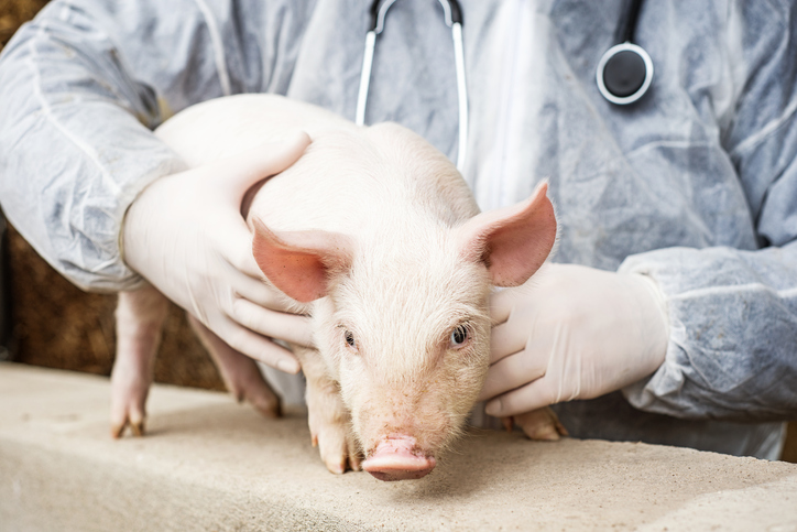 Veterinarian holding a pig.